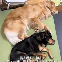 べる君とばむ君3