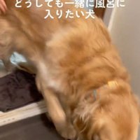 浴室に入ろうとする犬の腰を掴む家族