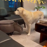 おもちゃを取ってほしそうなきぬちゃん3