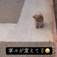 小さく震える犬