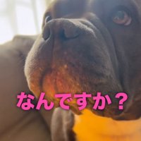 散歩に誘ってもらいたい中型犬