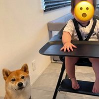椅子に座る赤ちゃんの横に座る柴犬
