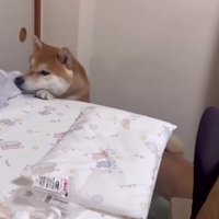 わらびちゃんも不安気…