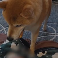 様子見