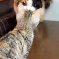 先輩猫とも仲良し♡