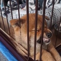 すごい顔で寝るくまごろう君