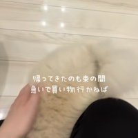 買い物に行かなきゃいけない飼い主さんに甘える犬