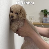 2回目はお顔からぺちゃっ…