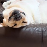 「今寝てるとこ…」