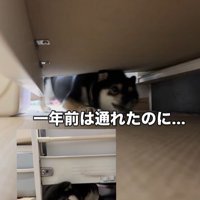 隙間に入ろうとする千幸ちゃん7