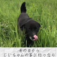 草むらで遊ぶ犬と女性