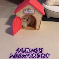 家に入る犬2
