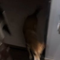 飛び出してくる保護犬