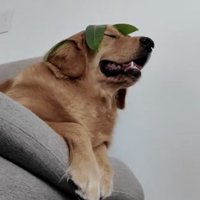 目を細めて笑う犬