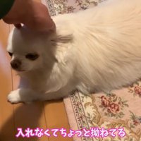 拗ねながら待っていてくれたよう♪