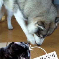 猫先輩からの直伝です♡