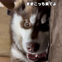 ママを呼ぶ琥珀くん