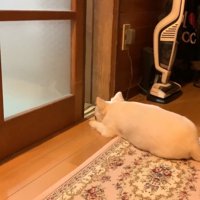 お姉ちゃんと喧嘩した時のコハクくん9