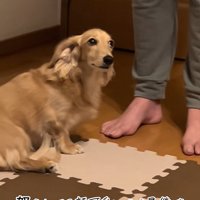 叱られて気まずそうなお顔に