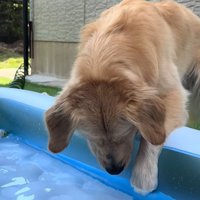 水遊びをする大型犬