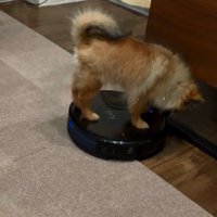 再び乗るナッツちゃん