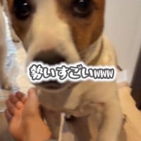 お手をする犬4