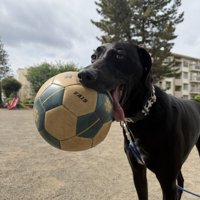 ボールを加える犬