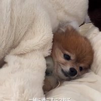 布団で横になるうにくん