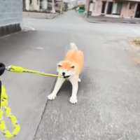 引きずられる秋田犬3