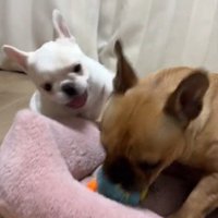 おもちゃで一緒に遊ぶ子犬と妹犬