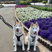 お出かけ