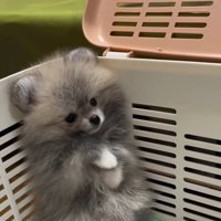 飼い主さんを見るしらすちゃん