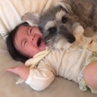 赤ちゃんを枕にするトトちゃん8