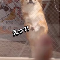 立ち上がる犬