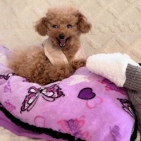 やっぱり怒るくぅちゃん