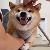 パパの腕にしがみつくうにくん