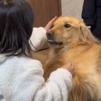 ルークくんをなでる娘さん