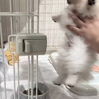 回収されるすいちゃん