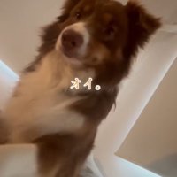 飼い主さんを起こすコロくん2