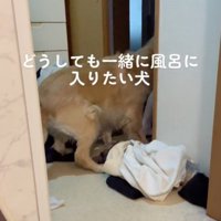 家族に誘導されて脱衣所から渋々と出て行く犬
