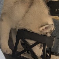 顔を突っ込んでる！！