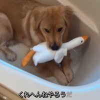 浴槽の中の大型犬