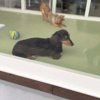 ママがお迎えに来た時のコロンちゃん2