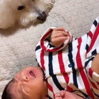泣く赤ちゃんを見つめる小型犬
