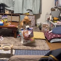 おやつの袋を運ぶ犬