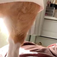 カーテンの隙間から外を眺める犬