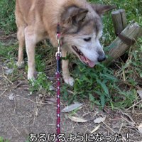 お散歩も積極的に歩くように