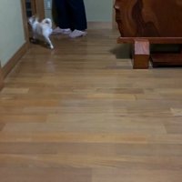 飼い主さんを置いて部屋の中へ