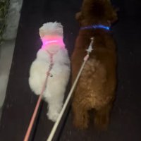 散歩する小型犬兄妹