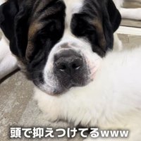 子犬の上に頭を乗せる大型犬